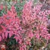 Nandina Domestica 'Flirt' -Plants Sale TKA3306 NAND 1