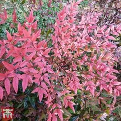Nandina Domestica 'Flirt'