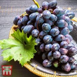 Grape 'Chasselas Doré' 7 Grape 'Chasselas Doré' -Plants Sale TKA3704 GRAP 2