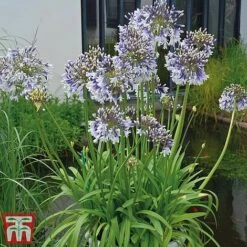 Agapanthus 'Fireworks' -Plants Sale TM1