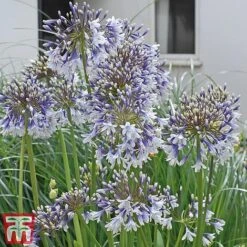 Agapanthus 'Fireworks' -Plants Sale TM3