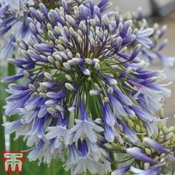 Agapanthus 'Fireworks' -Plants Sale TM4