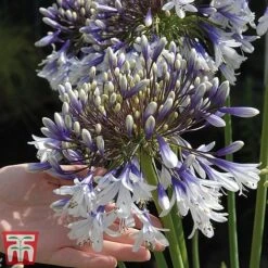 Agapanthus 'Fireworks' -Plants Sale TM5
