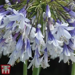 Agapanthus 'Fireworks' -Plants Sale TM6