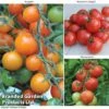 Tomato Value Collection -Plants Sale TOMA WKC9645 A