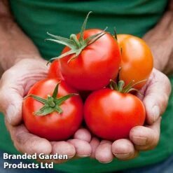 Tomato Gardeners Favourite Collection (Grafted) -Plants Sale TOMATO COLL2