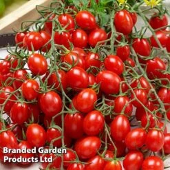 Tomato 'Tutti Frutti Grape' (Grafted)