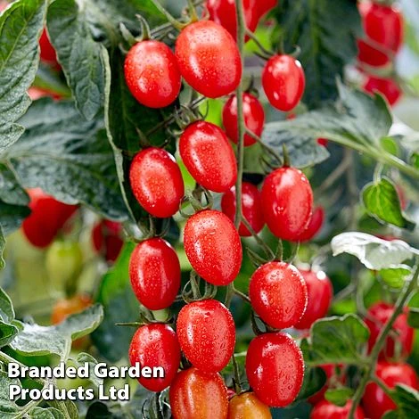 Tomato 'Tutti Frutti Grape' (Grafted) 4 Tomato 'Tutti Frutti Grape' (Grafted) - Image 2