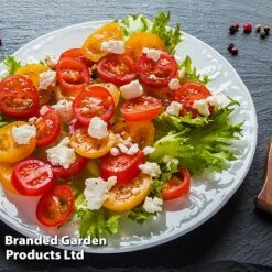 Tomato 'Dora Orange' -Plants Sale TOMA WINDWSILL L38589