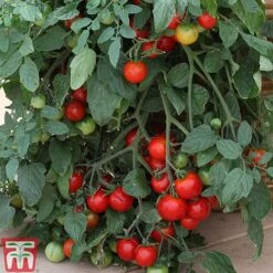 Tomato Trio Collection -Plants Sale TOMO TKA1136 C211