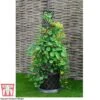 Black & Gold Tower Pot™ -Plants Sale TOWE T47569 C1