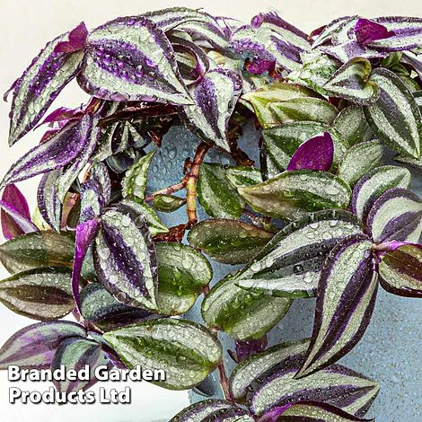 Tradescantia 'Pink Joy' 4 Tradescantia 'Pink Joy' - Image 2