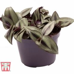 Tradescantia Zebrina 19 Tradescantia Zebrina -Plants Sale TRAD TKA2955 B