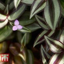 Tradescantia Zebrina 17 Tradescantia Zebrina -Plants Sale TRAD TKA2955 C