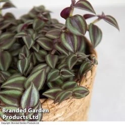 Tradescantia Purple Passion 6 Tradescantia Purple Passion -Plants Sale TRAD PURPPASSI T39008