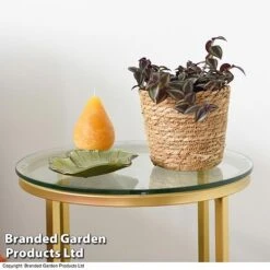 Tradescantia Purple Passion 7 Tradescantia Purple Passion -Plants Sale TRAD PURPPASSI T39010