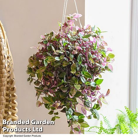 Tradescantia Albilfora 'Tricolor Rosa' 3 Tradescantia Albilfora 'Tricolor Rosa'