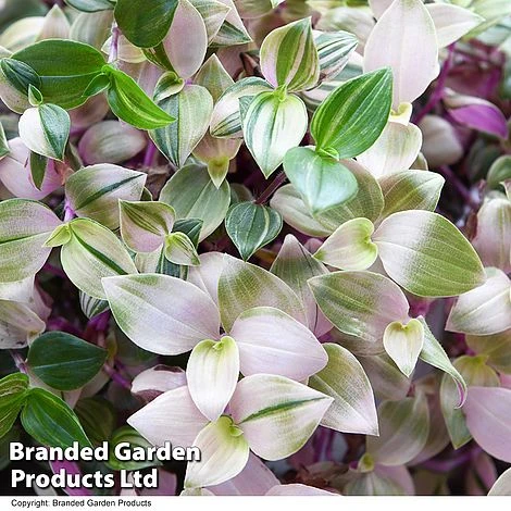 Tradescantia Albilfora 'Tricolor Rosa' 4 Tradescantia Albilfora 'Tricolor Rosa' - Image 2