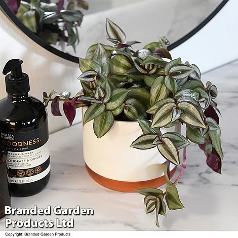 Tradescantia Zebrina 3 Tradescantia Zebrina