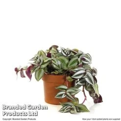 Tradescantia Zebrina 16 Tradescantia Zebrina -Plants Sale TRAD ZEBRI12CM T48398