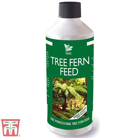 Tree Fern Feed 3 Tree Fern Feed