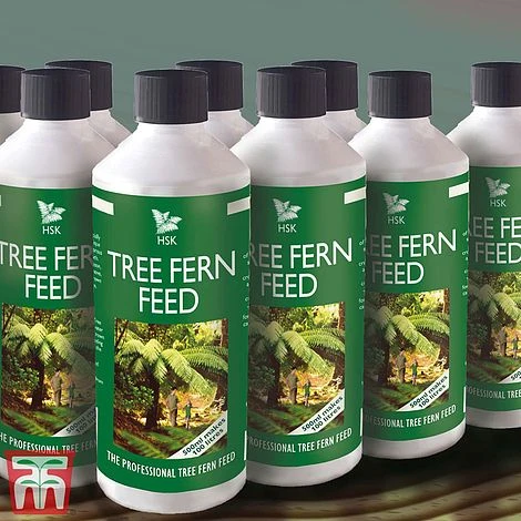 Tree Fern Feed 4 Tree Fern Feed - Image 2
