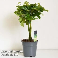 Umbrella Plant With Braided Stem -Plants Sale UMBR BRAIDSTEM