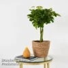 Umbrella Plant With Braided Stem 2 Umbrella Plant With Braided Stem -Plants Sale UMBR BRAIDSTEMA