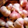 Garlic (Autumn) Lovers Collection -Plants Sale VEGAR23680