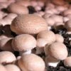 Mushroom Windowsill Kit - Chestnut -Plants Sale VEMUS229901