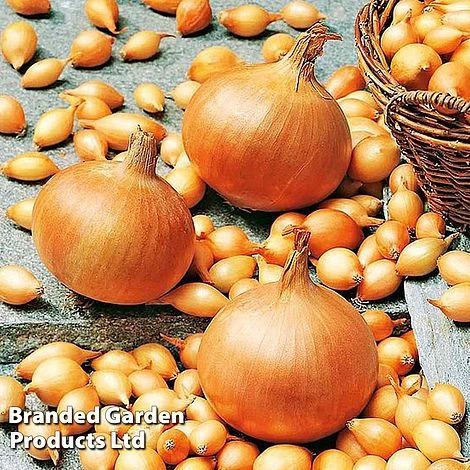 Onion Triple Pack (Spring) 4 Onion Triple Pack (Spring) - Image 2