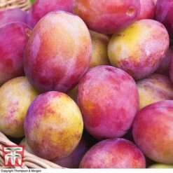 Premium Patio Standard Collection -Plants Sale Victoria