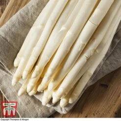 Asparagus Collection (Spring Planting) 11 Asparagus Collection (Spring Planting) -Plants Sale Vittorio Asparagus2