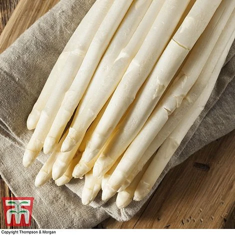 Asparagus Collection (Spring Planting) 7 Asparagus Collection (Spring Planting) - Image 5