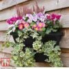Wall Basket 2 Wall Basket -Plants Sale WALL KB3083 A