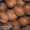 Walnut (Juglans) 'Buccaneer' -Plants Sale WALN BUCCANEER S42571 KB2608