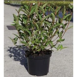 Weigela 'Nain Rouge' -Plants Sale WEIG T62093 A h