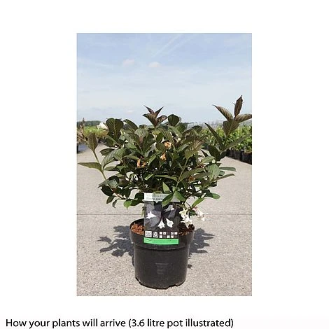 Weigela 'Ebony And Ivory' 4 Weigela 'Ebony And Ivory' - Image 2