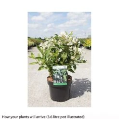 Weigela Florida 'Milk And Honey' -Plants Sale WEIG T66531 B h