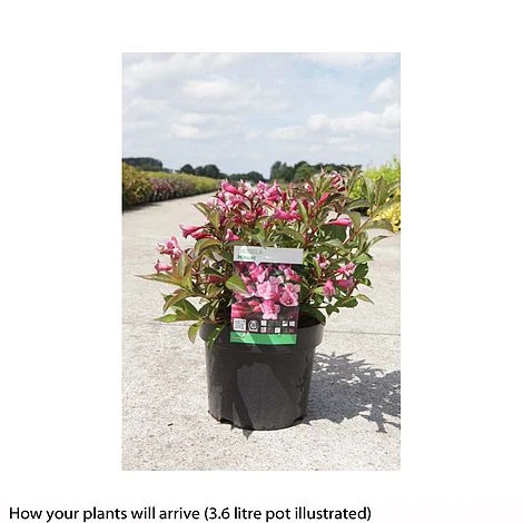 Weigela 'Minuet' 4 Weigela 'Minuet' - Image 2