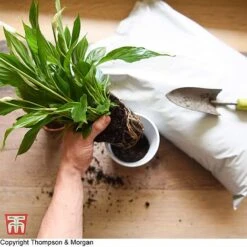 Incredicompost Peat Free Houseplant -Plants Sale WKC0233 COM 13