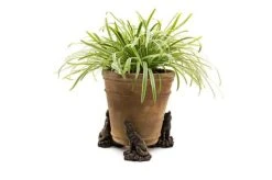 Antique Bronze Coloured Wolf Potty Feet - Plant Pot Feet 11 Antique Bronze Coloured Wolf Potty Feet - Plant Pot Feet -Plants Sale WOLF20 20POT20 20PF0098