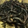 Worm Colony Packs -Plants Sale WORM FCOP A