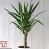 Yucca Elephantipes -Plants Sale YUCC TKA2956 A1