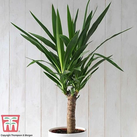 Yucca Elephantipes 3 Yucca Elephantipes