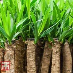 Yucca Elephantipes 12 Yucca Elephantipes -Plants Sale YUCC TKA2956 D