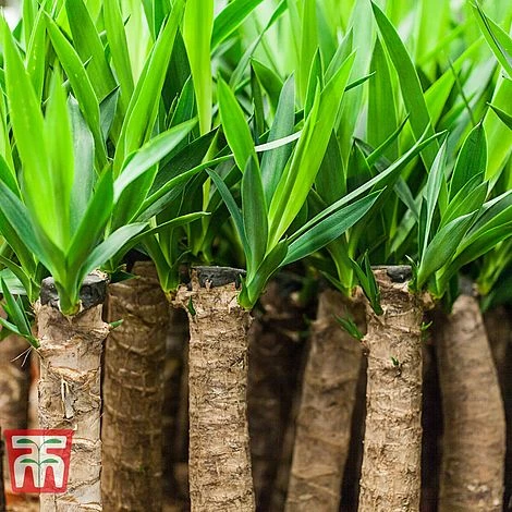 Yucca Elephantipes 6 Yucca Elephantipes - Image 4