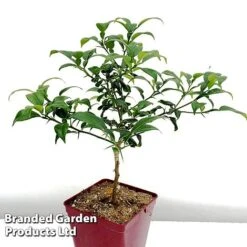Yuzu Citrus Plant 14 Yuzu Citrus Plant -Plants Sale YUZU KC5366 B1