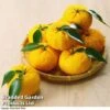 Yuzu Citrus Plant -Plants Sale YUZU KC53661