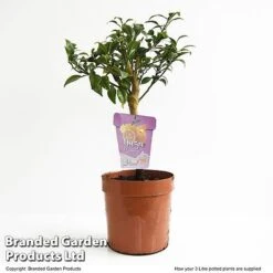 Yuzu Citrus Plant 15 Yuzu Citrus Plant -Plants Sale YUZU CITRUSP3L T48740